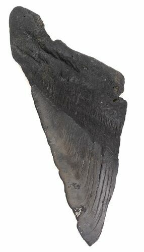 Partial, Megalodon Tooth - Georgia #48926